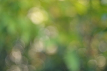 Obraz premium Green bokeh abstract light backgound