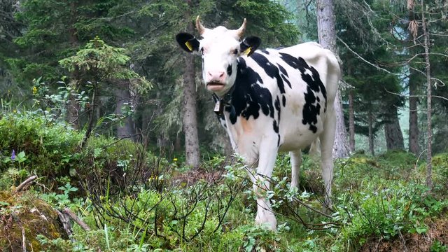 Cow wild forest nature 4k