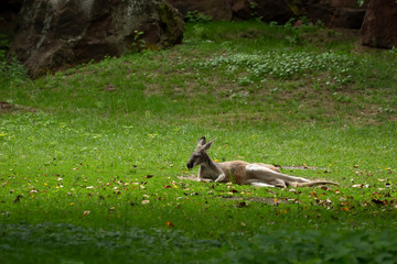 Kangaroo on the lawn of the Warsaw Zoo.