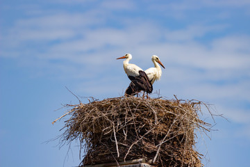 A pair of storks in their nest.