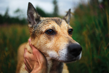 Owner caring and stroking happy friendly dog