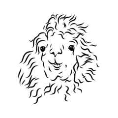 head of fur llama  isolated on white background