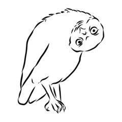 Strange owl sketch 