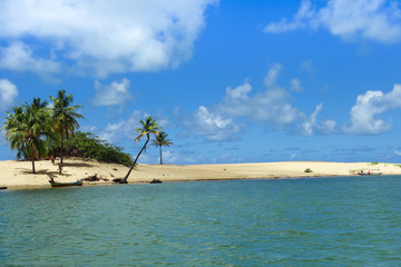 Palm trees on dunes at san francisco river mouth, Alagoas, Brazil
