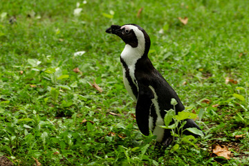 Fototapeta premium Penguins strolling at the Warsaw Zoo.