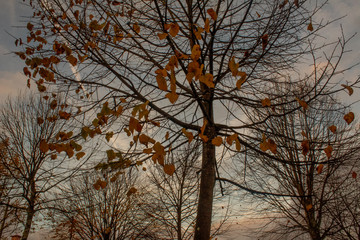 tree in autumn