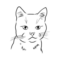 vector illustration of a seriously cat