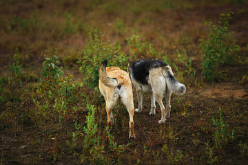 Obraz premium Two healthy dogs sniffing th grass on dirt road