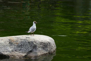 Seagull on the rocks near the lake.