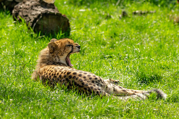 Panther in the Warsaw Zoo.