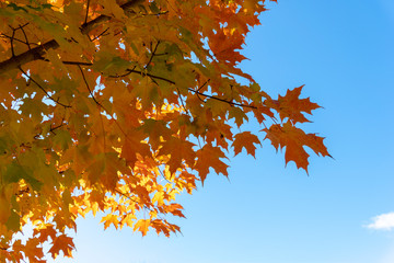 A branch of red, autumn maple against a blue sky