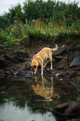 Dog looking at reflection in puddle water