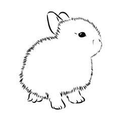Rabbit sketch 