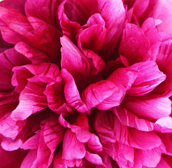 Closeup of pink peony flower