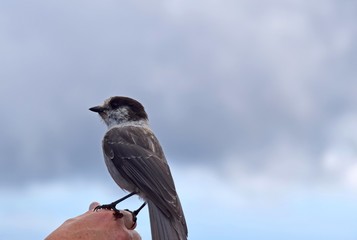 closeup of a Gray Jay Perisoreus canadensis perched on a human hand