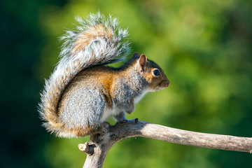Grey Squirrel Climbing on a Branch