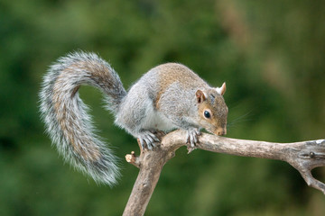 Grey Squirrel Climbing on a Branch