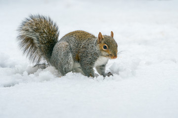 Grey Squirrel in the snow