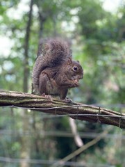 squirrel on tree