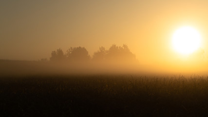 Beautiful sunrise over the corn field. First sunny rays. Misty morning in a cornfield. Quiet, autumn sunrise over the field. 