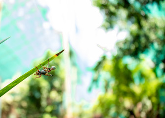 Picture of a wasp on a leaf