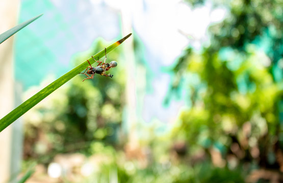 Picture of a wasp on a leaf