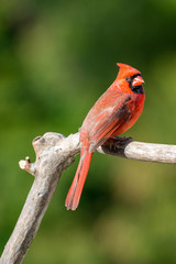 Perched male cardinal on a branch
