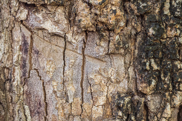 wooden background texture