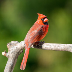 Perched male cardinal on a branch