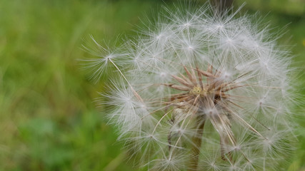 Blowing of dandelion white seeds closeup. Fluffy dandelion macro on green blurred background. Fragility of nature. Herbal textures.