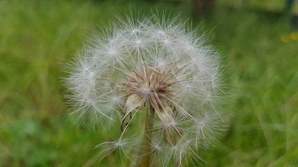 Dandelion on background of green grass. White dandelion inflorescence closeup on blurred green grass background. Fluffy dandelion seeds. Beautiful summer plant. Fragility of nature. Herbal textures.