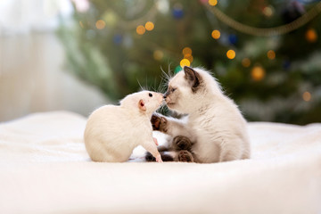 Kitten and rat playing together