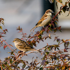 Two House Sparrows on a Branch in the Springtime