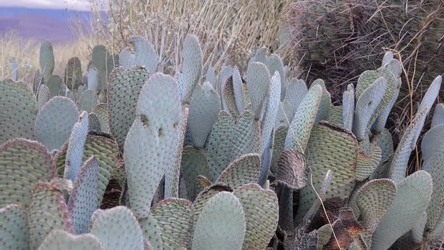 Cacti of California. Beavertail (Opuntia basilaris)