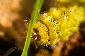 Yellow caterpillar worm with black thorns closeup, larva to butterfly, silkwom like, macro photo,...