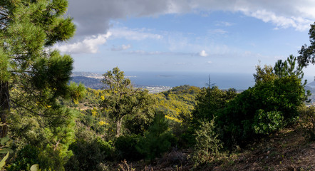 Fototapeta premium Mandelieu forêt de Mimosa avec la mer