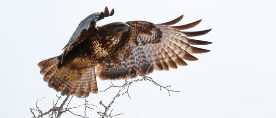 Common Buzzard in fly, Buteo buteo