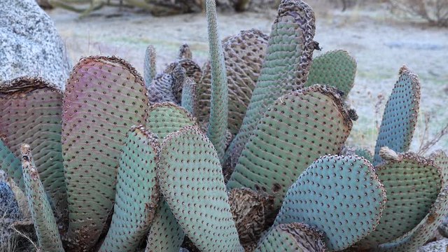 Cacti of California. Beavertail (Opuntia basilaris)