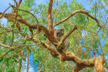 Poster koala beer, Phascolarctos cinereus soorten, liggend op eucalyptusboom op Phillip Island in Victoria, Australië. De koala-promenade biedt uitzicht op koala& 39 s en een fantastisch uitzicht op een natuurlijk moerasgebied. © bennymarty