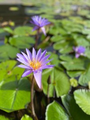 lotus in a pond