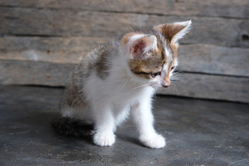 Beautiful white gray, small kitten. Help the animals.