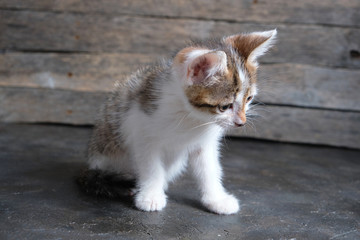 Beautiful white gray, small kitten. Help the animals.