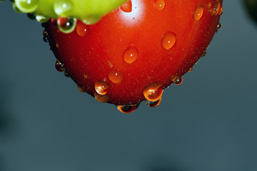 tomato in rainy weather