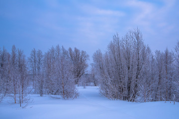 winter landscape with trees and blue sky