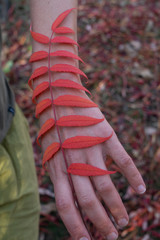 dancer hand, Red leaves of a plant along the hand.