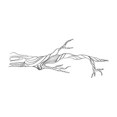 Fototapeta premium one stylized tree branch. isolated on a white background. Hand drawing sketch.