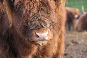 Fototapeta premium portrait of a little cow
