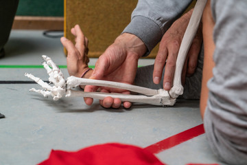 dancer hand, anatomical skeleton of the arm along