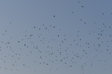 ravens in the sky