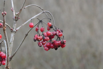 viburnum berries